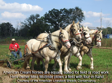 American Cream Draft Horses